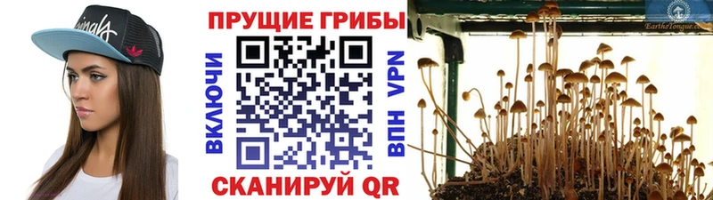Галлюциногенные грибы мицелий Ртищево